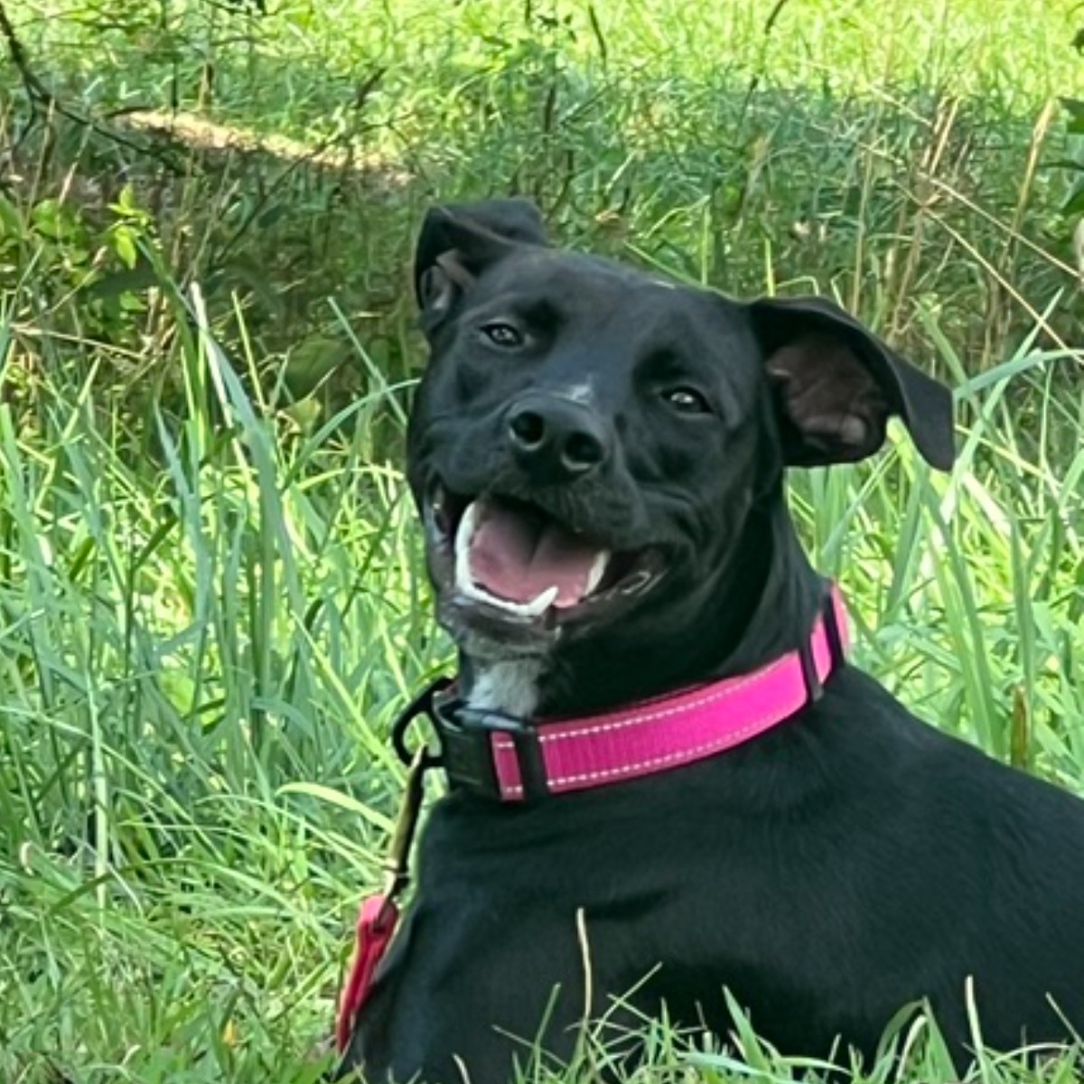 Josie